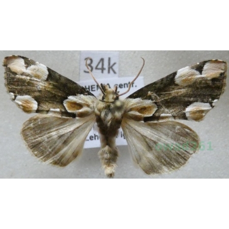 Thyatira batis (Linnaeus, 1758) Plamówka malinówka Czech34k